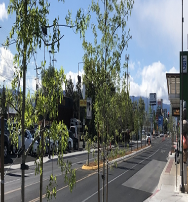A Midtown with Trees, Real Sidewalks and No Overhead Clutter